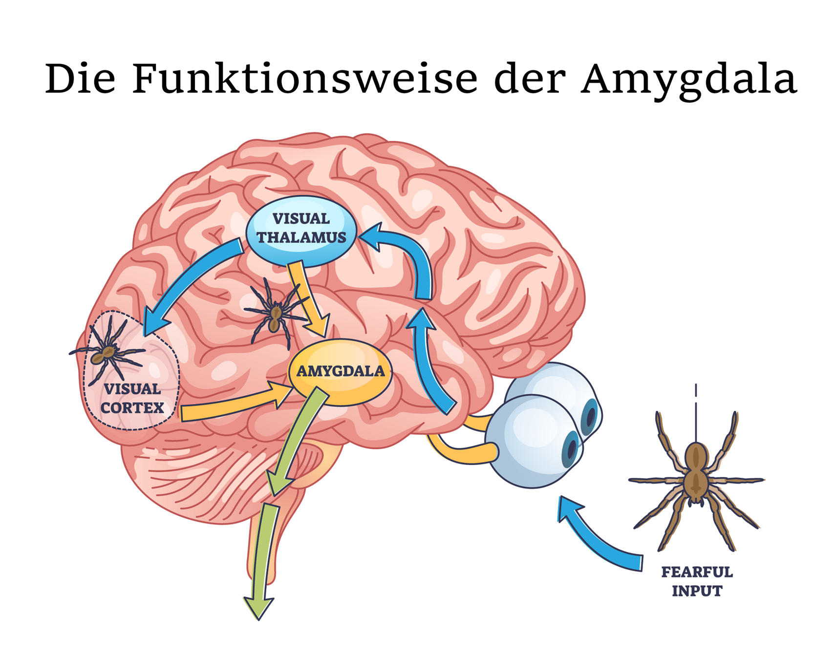Bei der Verarbeitung von Ereignissen mit starken emotionalen Empfindungen (z.B. Angst) sind mehrere Hirnregionen betei-ligt © VectorMine – stock.adobe.com