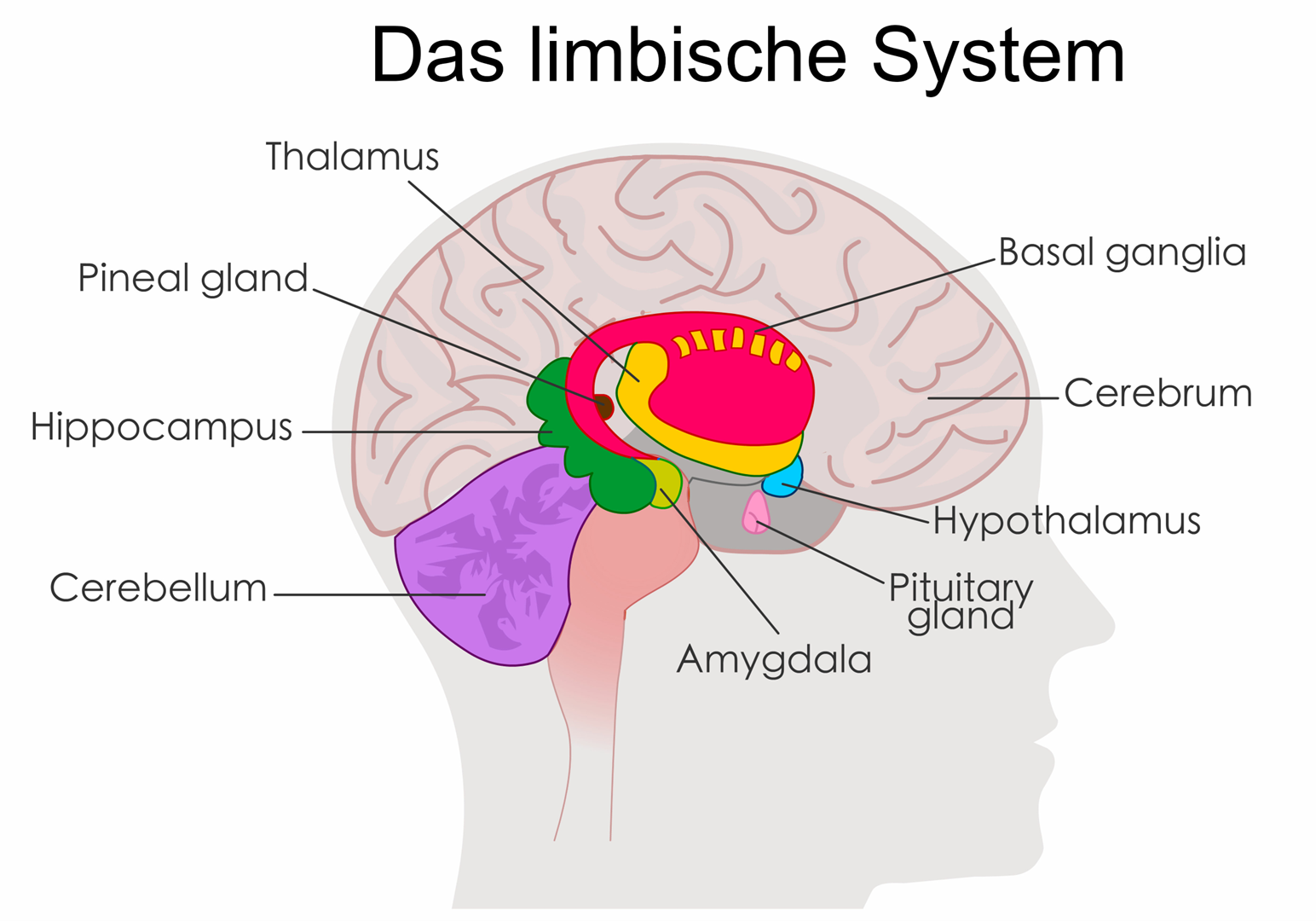 Zwischen den Hirnregionen, die für die emotionale Bewertung von Reizen (Amygdala) und für die Gedächtnisbildung (Hippo-campus) verantwortlich sind, bestehen enge Verbindungen © LuckySoul – stock.adobe.com