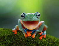Eat that Frog: die Zeitmanagement-Methode