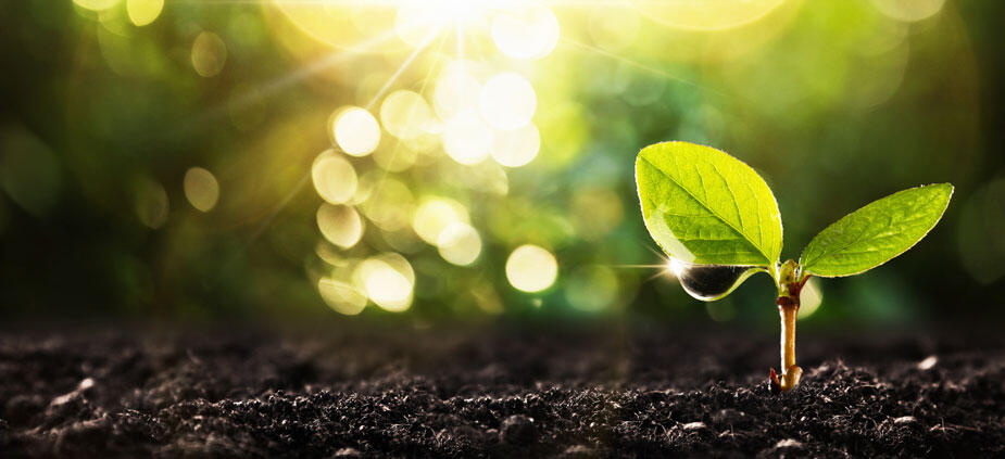 Achtsamkeit - Wunderdünger für das agile Mindset Achtsamkeit - Wunderdünger für das agile Mindset