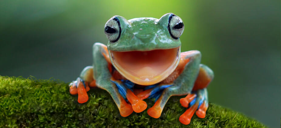 Eat that Frog: die Zeitmanagement-Methode Eat that Frog: die Zeitmanagement-Methode