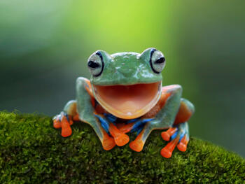 Eat that Frog: die Zeitmanagement-Methode